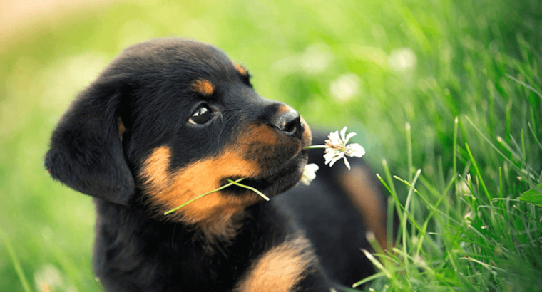 Rottweiler Breeder Pair