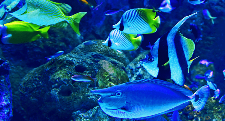 Blue and Pink Tang Fish