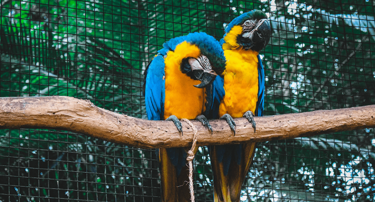 Macaw female with DNA