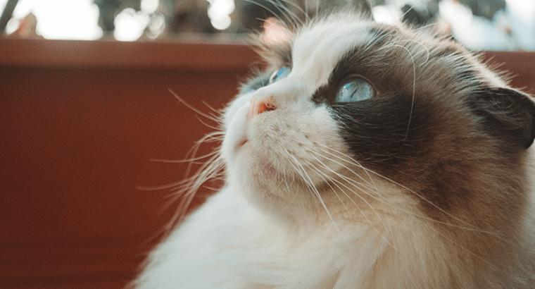 Ragdolls Breed Baby Cat